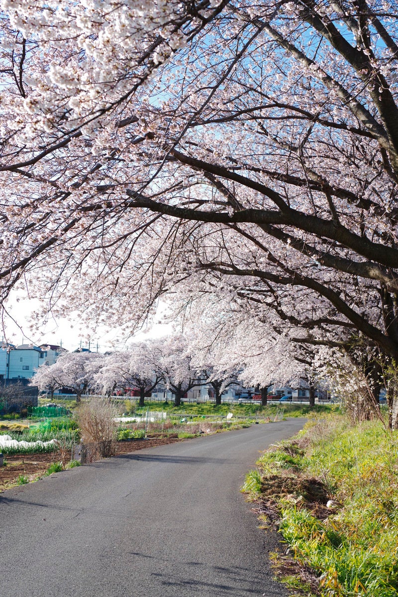 桜満開の朝の見沼田んぼの写真