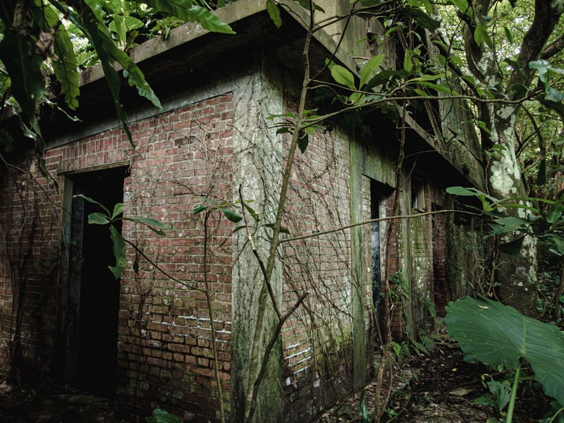 ツルのはった煉瓦の建物の写真