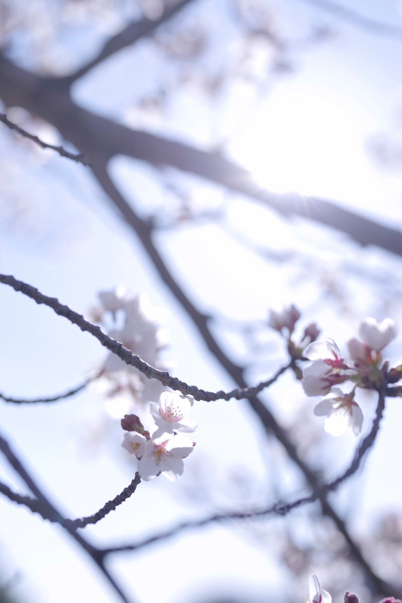 眩しい光の中で輝く一凛の桜の写真