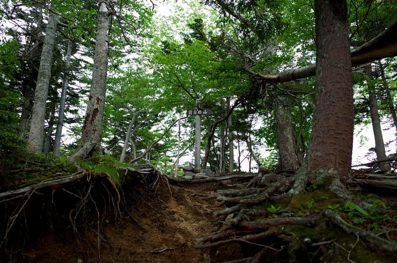 前白根山へ向かう登山道の写真