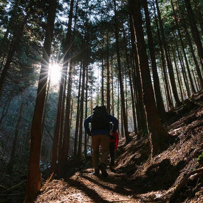 杉林を歩く登山者の写真