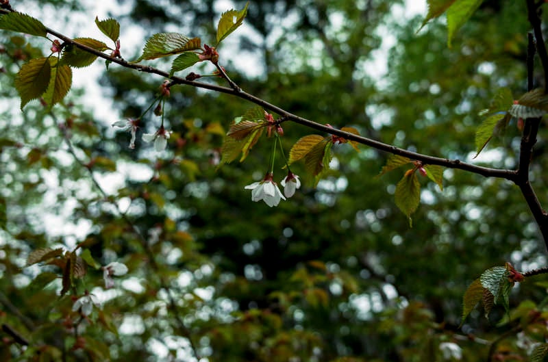 山の中でひっそりと咲く山桜の写真