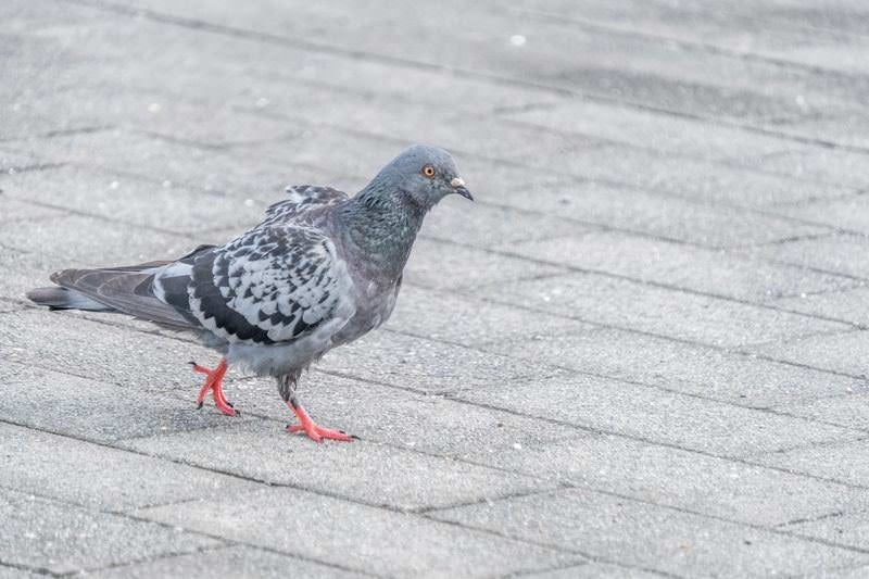 どこかに向かう鳩 の写真