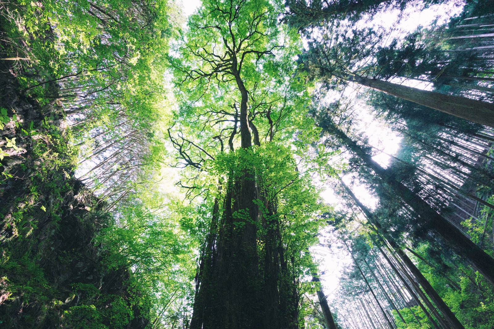 「石裂山の巨樹」の写真