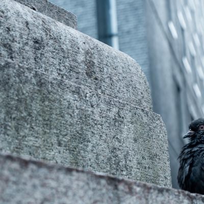 隅っこの黒い鳩の写真