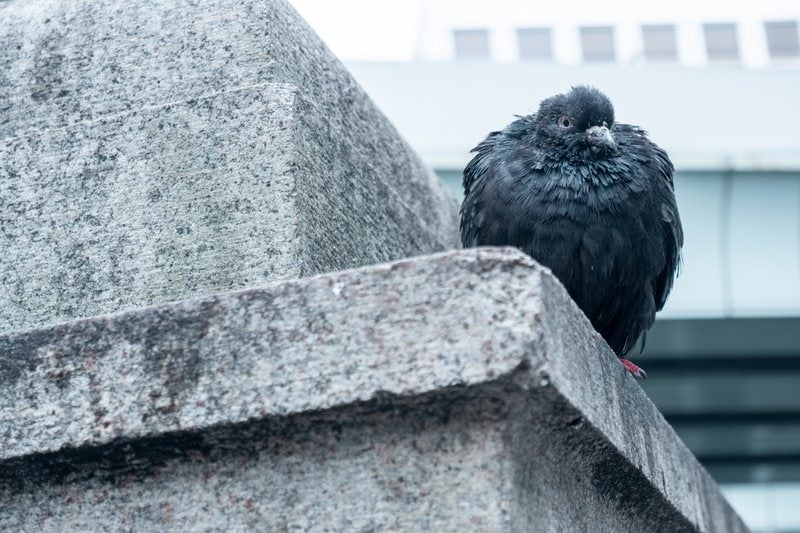 警戒する黒い鳩の写真