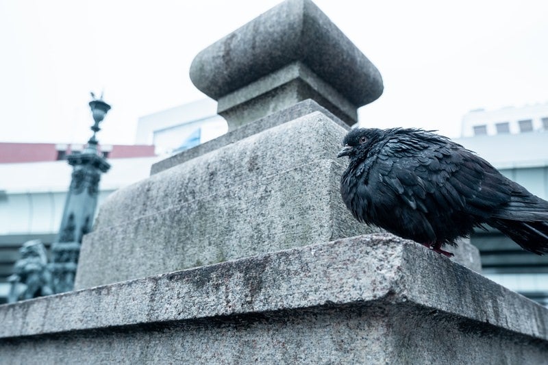 周囲を警戒する黒い鳩の写真