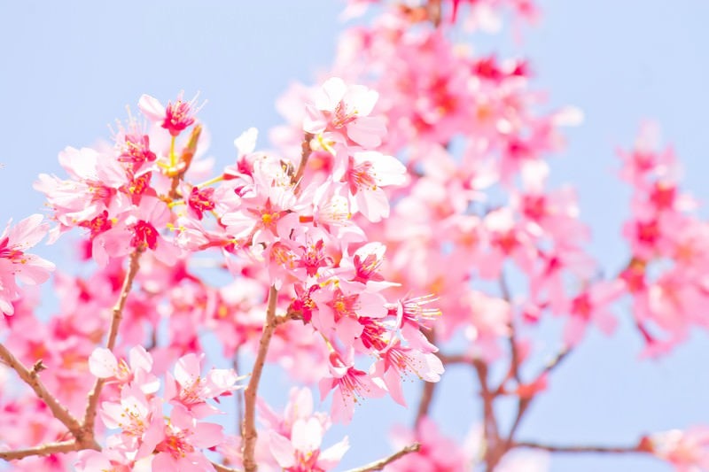 暖かな日差しと桜の写真