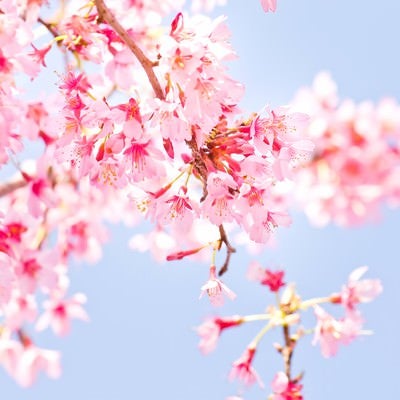 小春日和の桜の写真