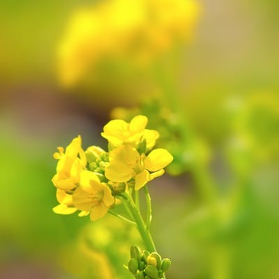 黄色い菜の花の写真