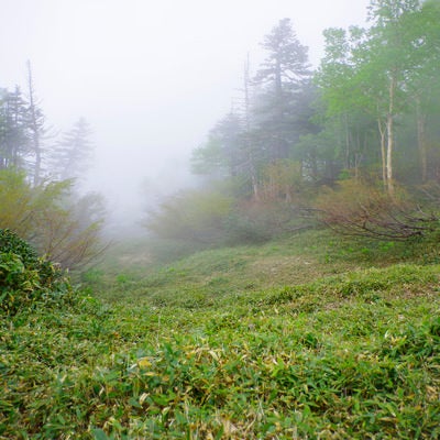 真っ白な雲の中の日光白根山の森の写真