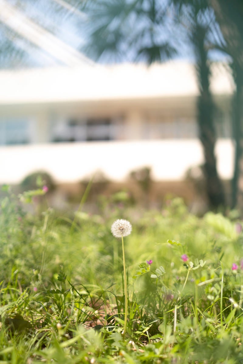 「学校の敷地内い咲いていたわたげ」の写真