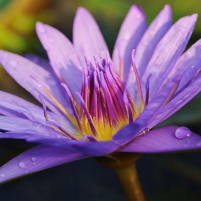 水滴と睡蓮の花の写真