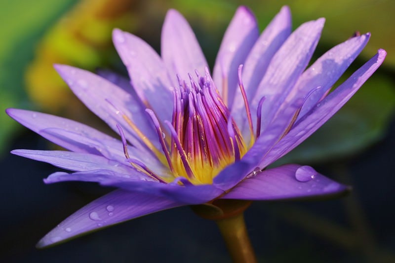 水滴と睡蓮の花の写真