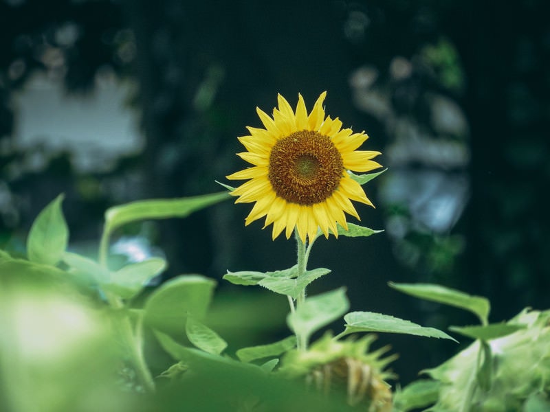 こちらを見つめる向日葵の花の写真