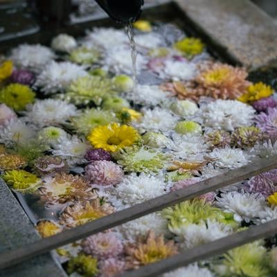 岳温泉神社、花手水で水面の写真