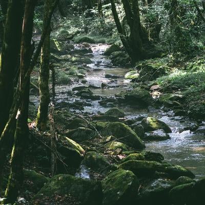 行司ヶ滝での木々の間に広がる小川の風景の写真