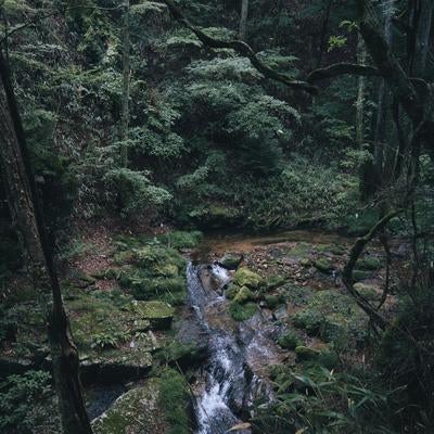 行司ヶ滝近くの小川、薄明に浮かぶ自然の静寂の写真