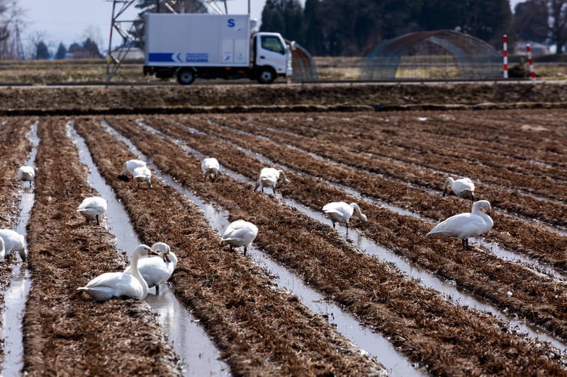 田んぼでくつろぐ白鳥の写真