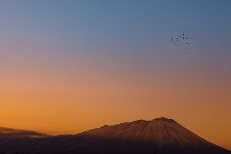 岩手山と渡り鳥の写真