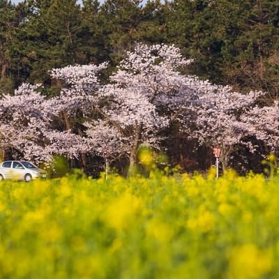 桜と菜の花の季節にドライブの写真