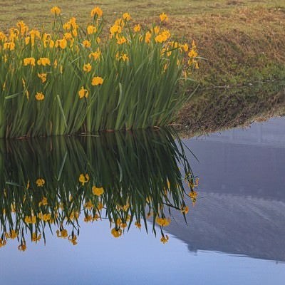 水鏡に映るスイセンの写真