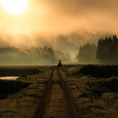 朝靄のあぜ道の写真