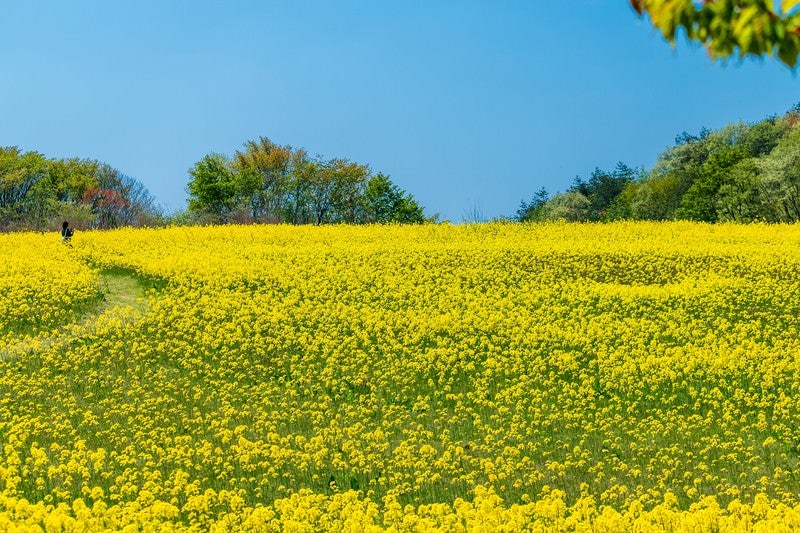 菜の花で埋め尽くされた絨毯の写真