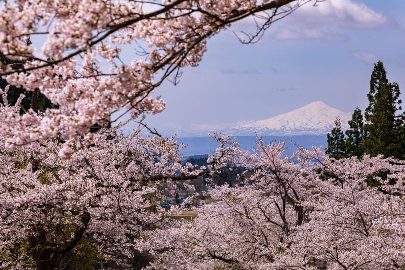 満開の桜から見る鳥海山の写真