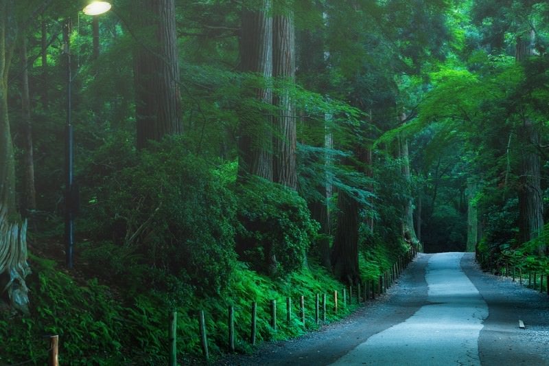 静寂に包まれる中尊寺参道の写真