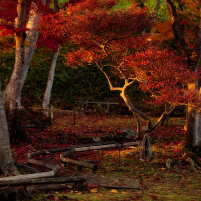 夕日に照らされた紅葉の写真