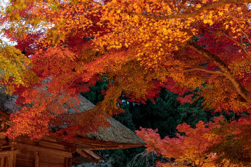 紅葉したもみじ（中尊寺）の写真