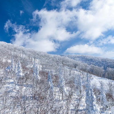 どこまでも続く雪景色（針葉樹）の写真