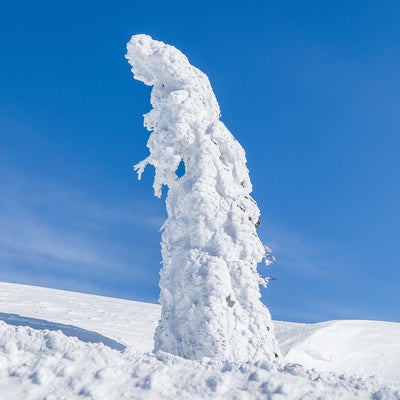 青空に伸びる一本樹氷（森吉山）の写真