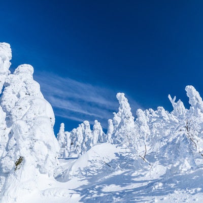 樹氷に囲まれる（森吉山）の写真