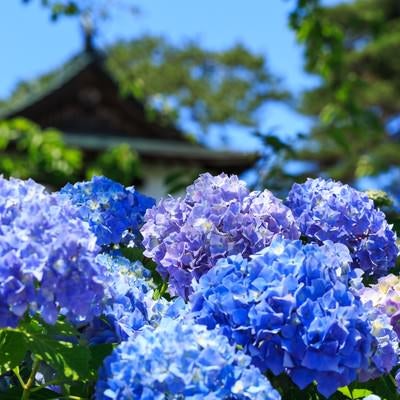 晴れた日の紫陽花の花の写真