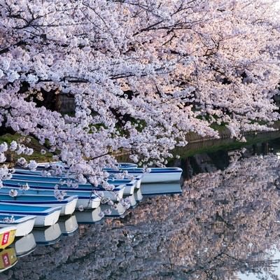 弘前公園の桜とボートの写真