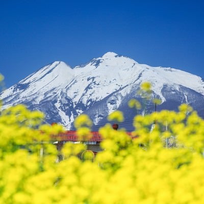 菜の花と岩木山の写真