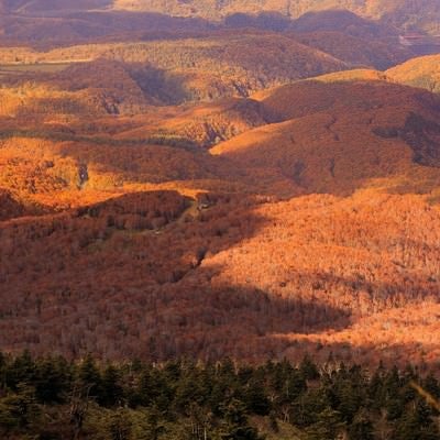 黄葉の中の雲の影の写真