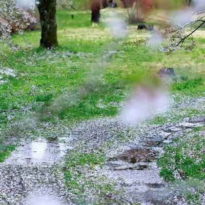 桜の散る後の写真