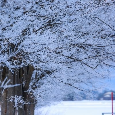 雪桜の写真