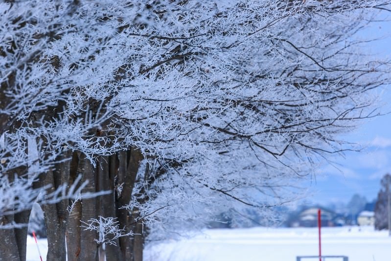 雪桜の写真