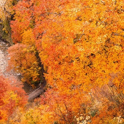 八甲田の紅葉の写真