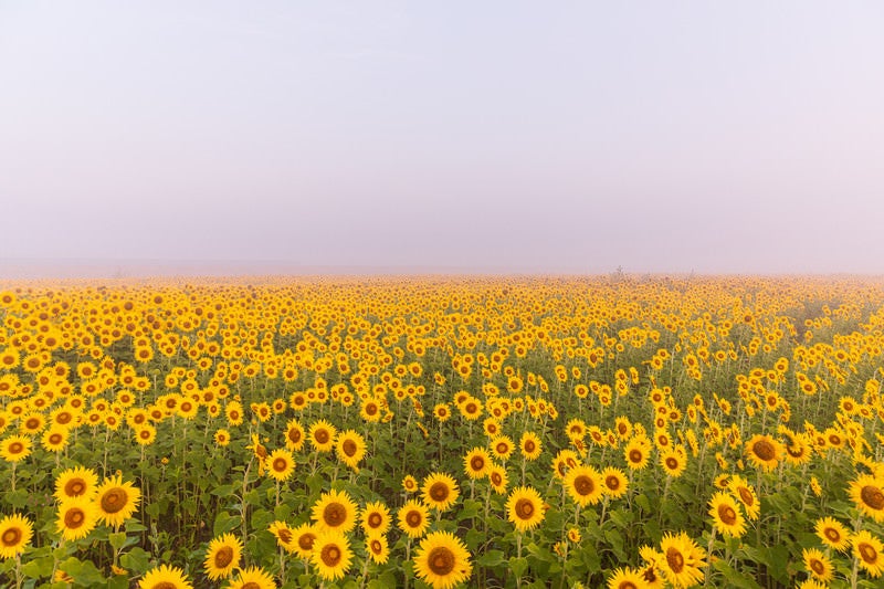 朝霧に包まれる向日葵畑（山元町）の写真