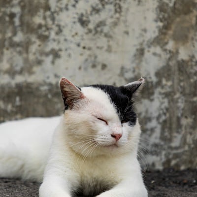 うとうとする猫の写真