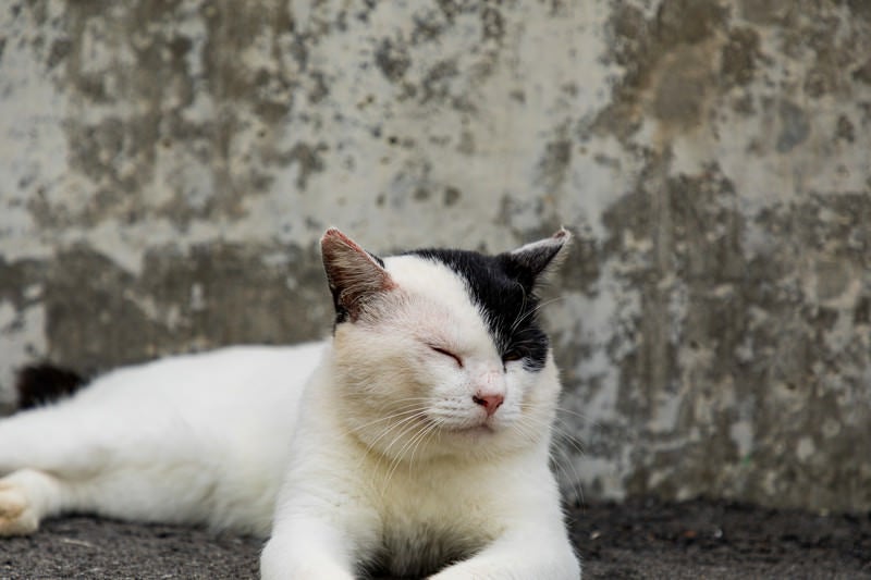 うとうとする猫の写真