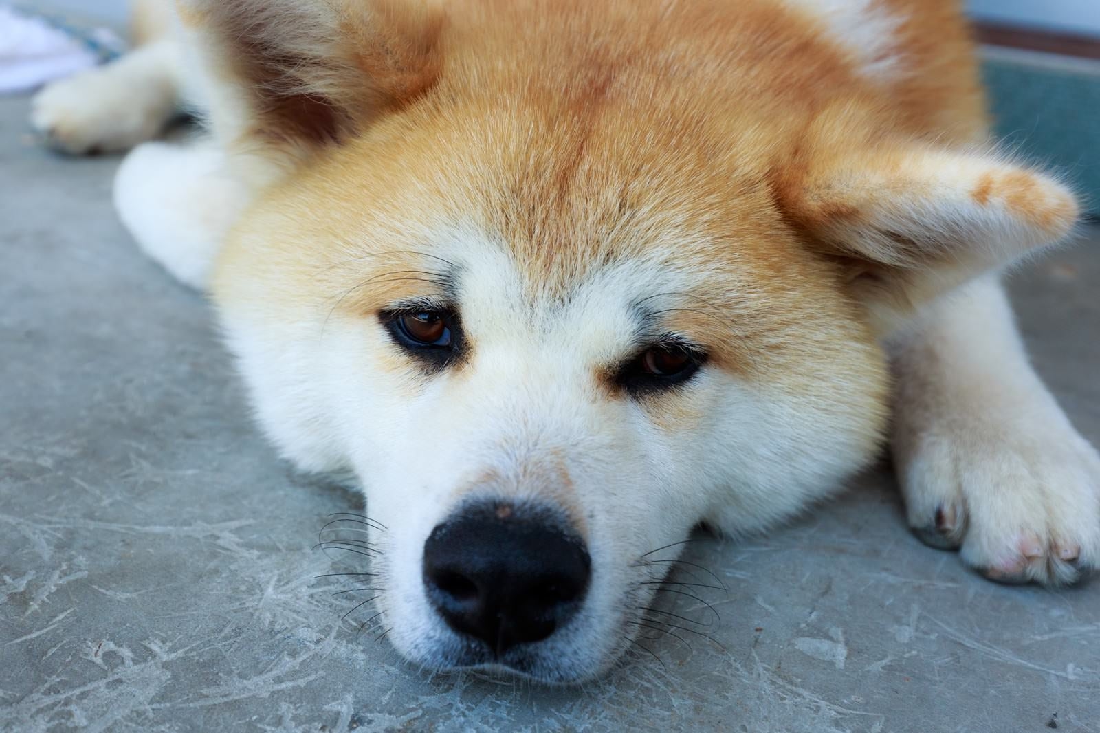 「怠惰な秋田犬」の写真