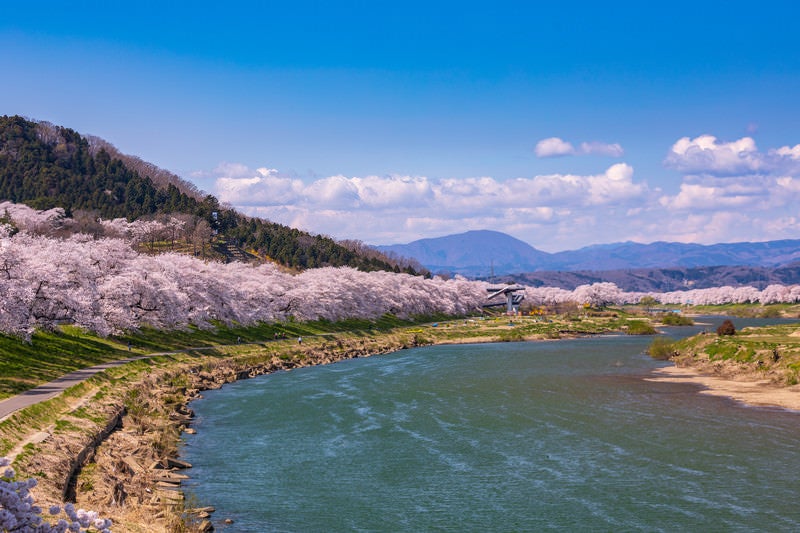 一目千本桜（ひとめせんぼんざくら）の写真