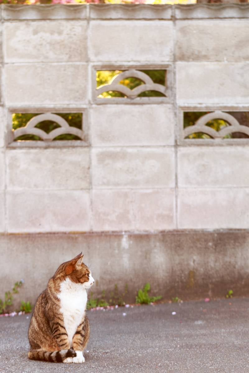 昼下がりの猫の写真