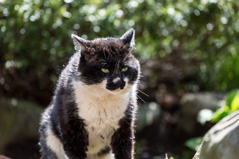 腹を空かしてぶっ倒れそうな猫の写真